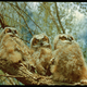 Illustration for article titled 10 Amazing Photos From the Museum of Natural Historys Online Archive